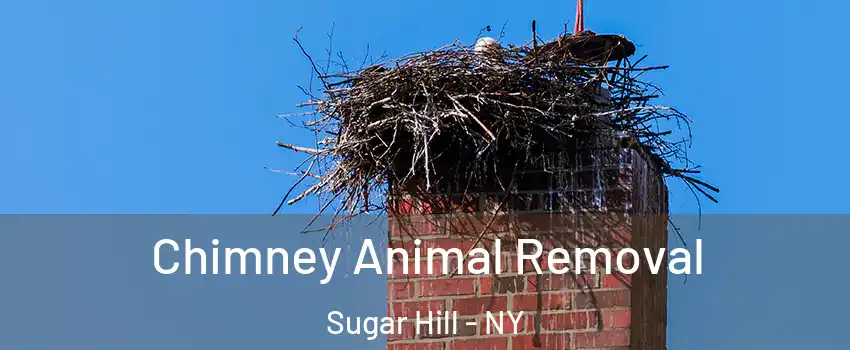 Chimney Animal Removal Sugar Hill - NY