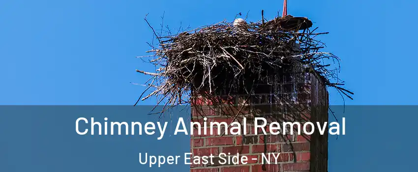 Chimney Animal Removal Upper East Side - NY