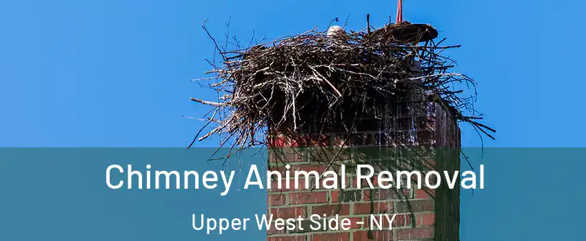 Chimney Animal Removal Upper West Side - NY