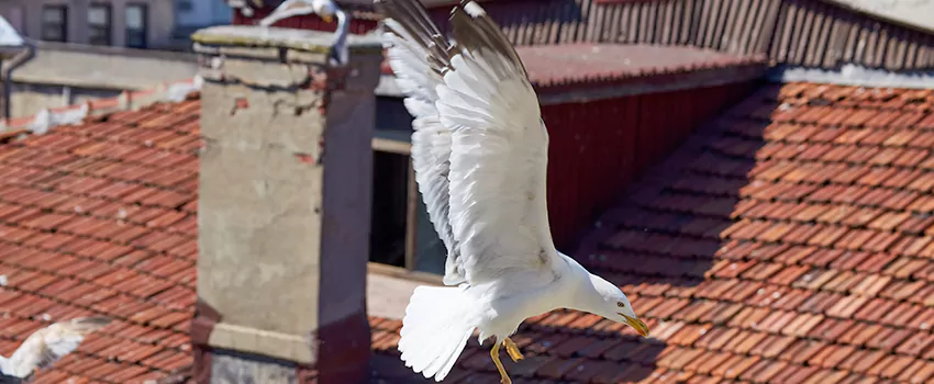 Residential Chimney Animal Removal Solution in Upper West Side, NY